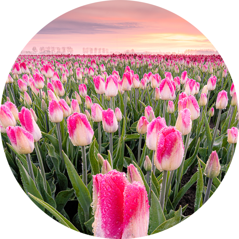 Bloemen foto close-up kleurrijk te koop als muurcirkel