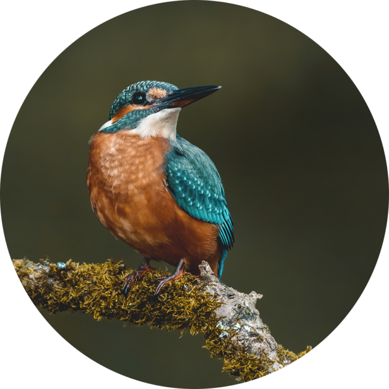 natuurfoto vogel te koop afdrukken goedkoop muurcirkel fotobehang