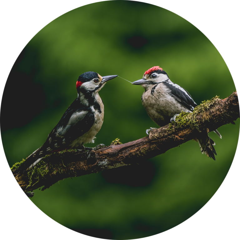 Vogel natuurfoto te koop afdrukken goedkoop voor in de woonkamer muurcirkel opplakken fotobehang schattig