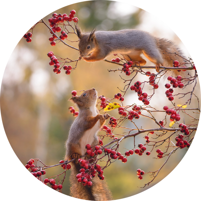 muurcirkel fotobehang eekhoorns schattig bessen natuur foto kopen schilderij