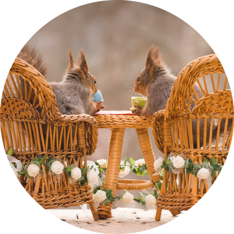 muurcirkel fotobehang eekhoorns schattig romantisch cadeau kopen natuurfoto afdrukken