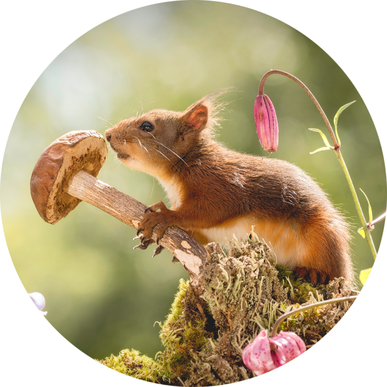 muurcirkel fotobehang natuurfoto eekhoorns schattig schilderij afdrukken goedkoop printen