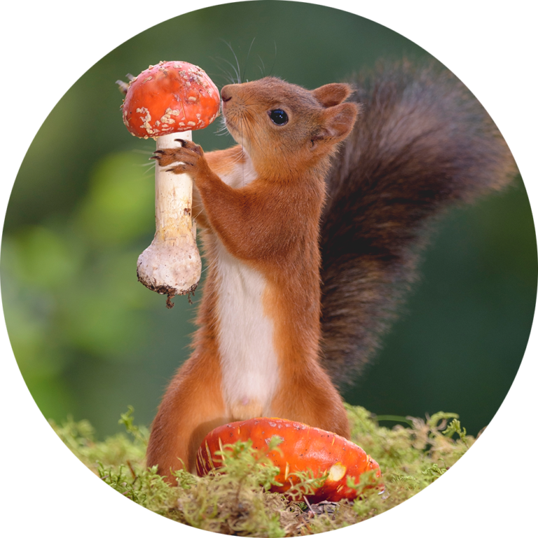 muurcirkel fotobehang eekhoorns schattig kunst paddenstoel natuurfoto te koop goedkoop