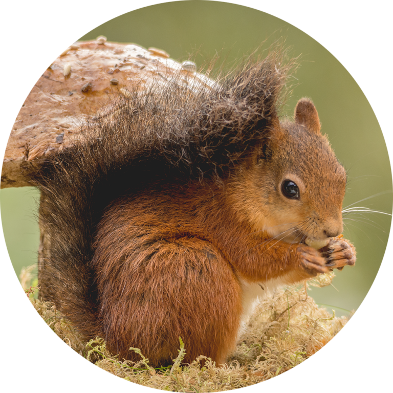 muurcirkel fotobehang eekhoorns schattig natuurfoto paddenstel dieren te koop kwaliteit
