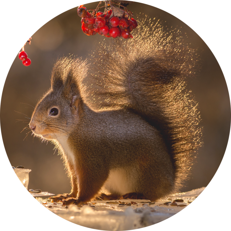 muurcirkel fotobehang eekhoorns schattig bessen natuur foto kopen schilderij