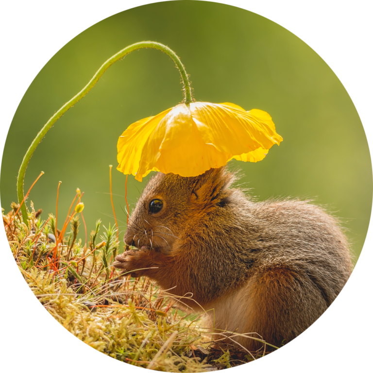 schattige eekhoorn bloemen natuurfoto te koop muurcirkel fotobehang