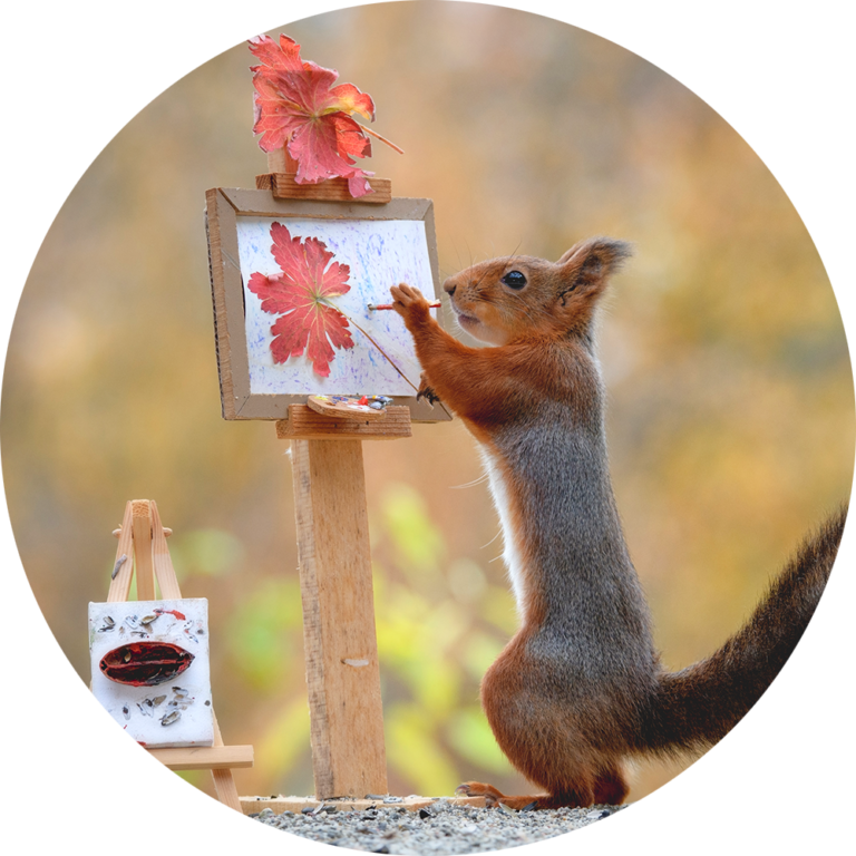 muurcirkel fotobehang eekhoorns schattig kunst kunstenaar kopen schilderij voor op de muur goedkoop