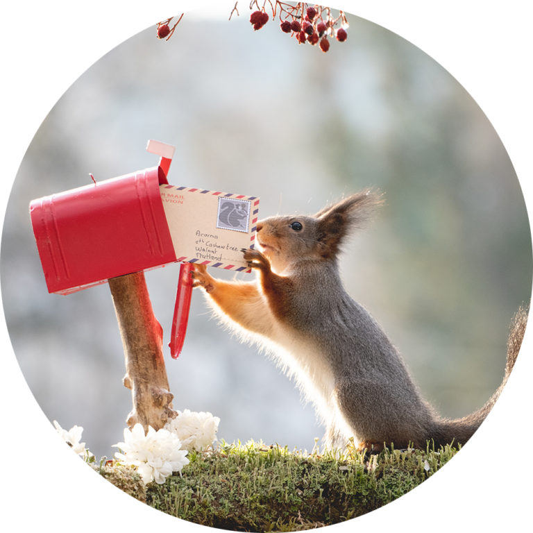 schattige eekhoorn digitale kunst natuur kopen kinderkamer op werk muurcirkel fotobehang