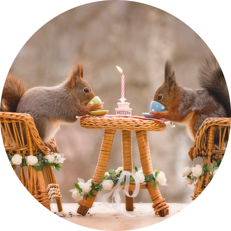 muurcirkel fotobehang eekhoorns schattig trouwfoto afdrukken schilderij kunst digitaal cadeau afdrukken
