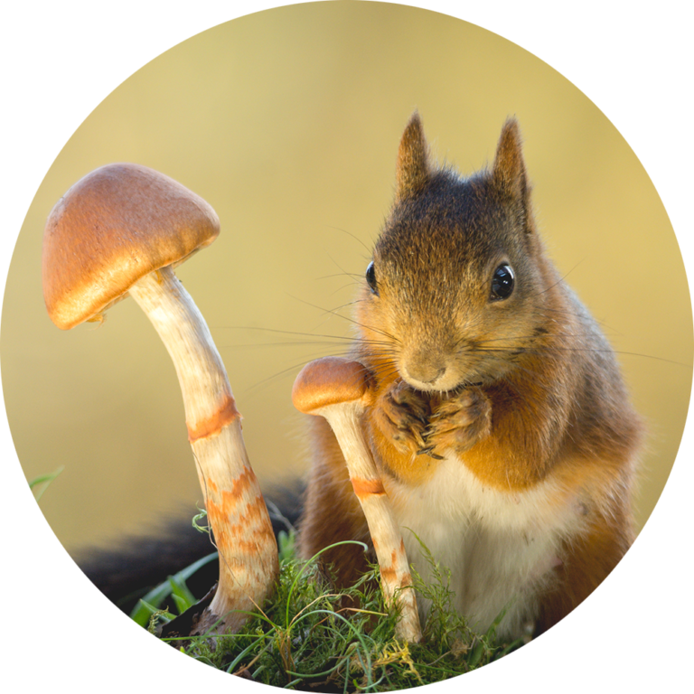 muurcirkel fotobehang schattige eekhoorn paddenstoel natuurfoto te koop goedkoop
