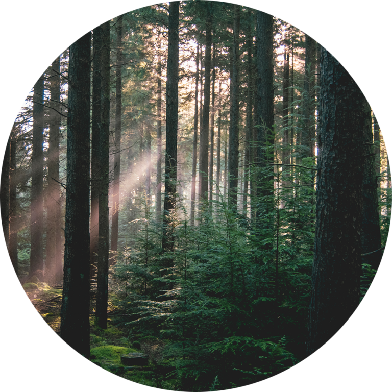 natuurfoto uniek bos foto te koop goedkoop van kwaliteit muurcirkel fotobehang