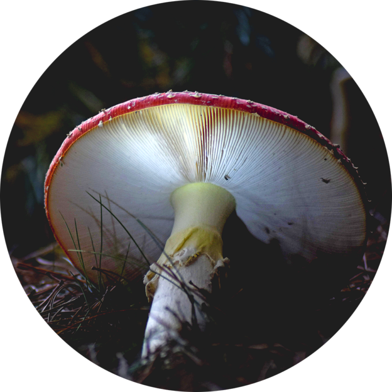 muurcirkel natuurfoto paddenstoelen kopen fotobehang