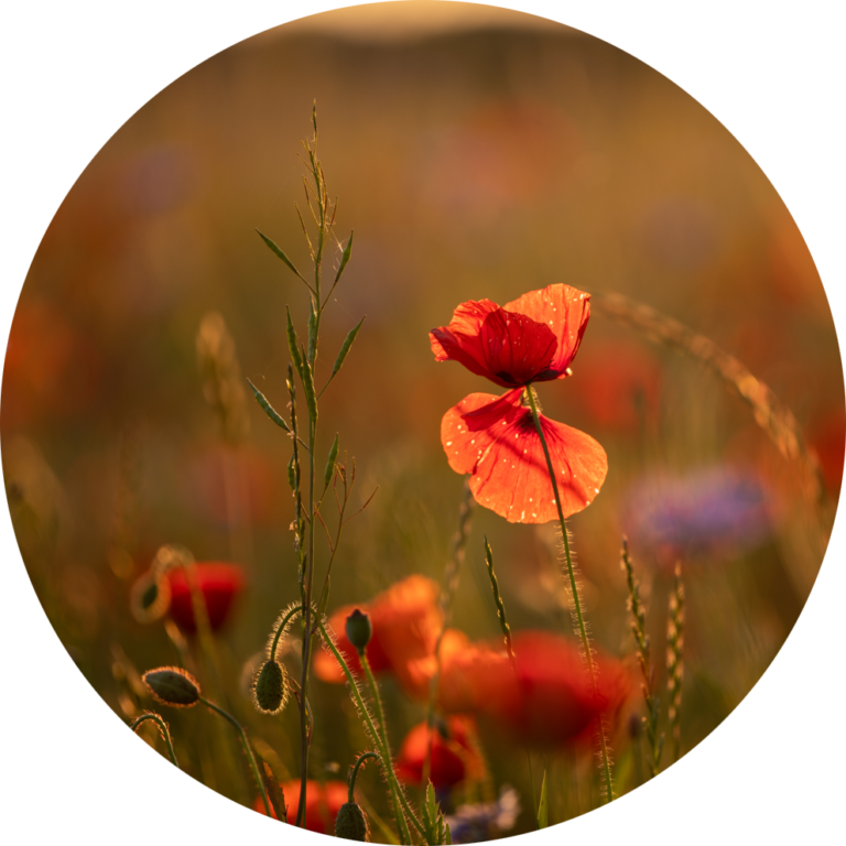 natuurfoto bloemen dichtbij kleurrijk muurcirkel fotobehang opplakken