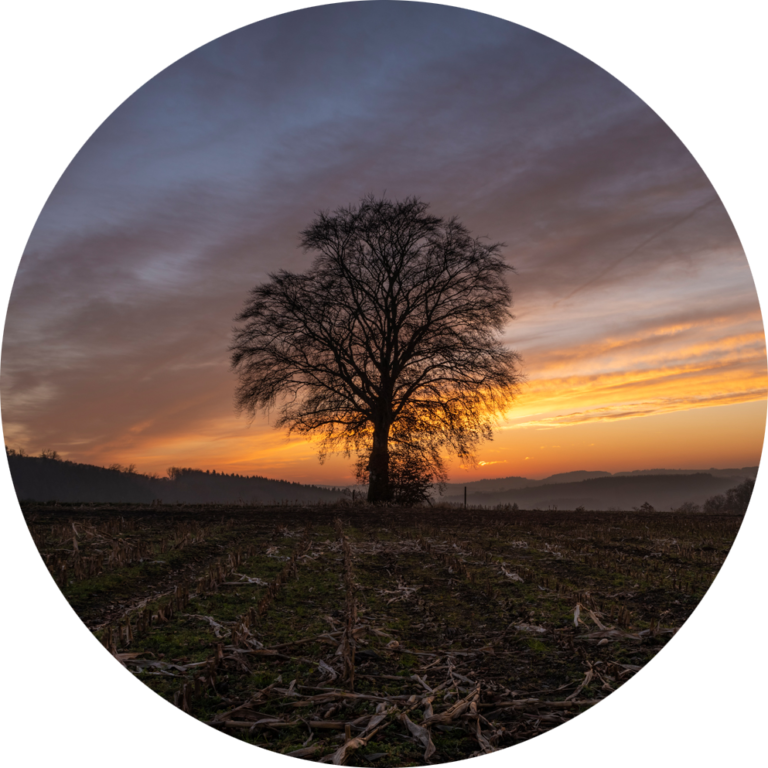 muurcirkel fotobehang natuurfoto boom landschap foto te koop goedkoop