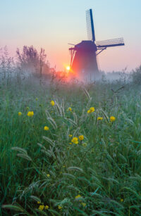 natuurfoto molen bloemen Nederland afbeelding te koop hout