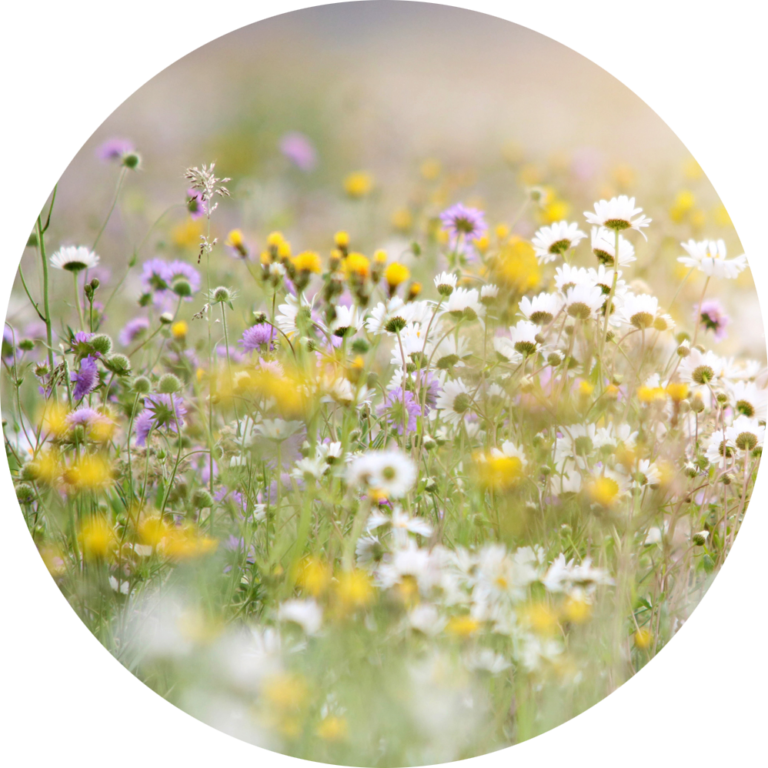 close-up dichtbij foto kleurrijk bloemen natuur te koop goedkoop muurcirkel fotobehang