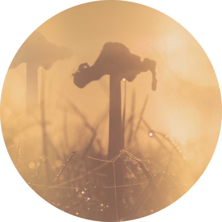 mooi natuurfoto paddenstoel mysterieus kopen fotobehang opplakken muurcirkel voor woonkamer