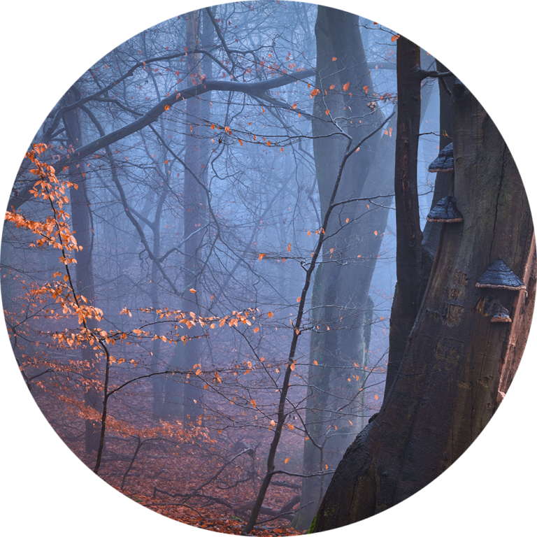 Muurcirkel opplakken fotobehang bos natuurfoto goedkoop