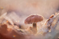 uniek natuurfoto goedkoop paddenstoel natuurfoto dibond