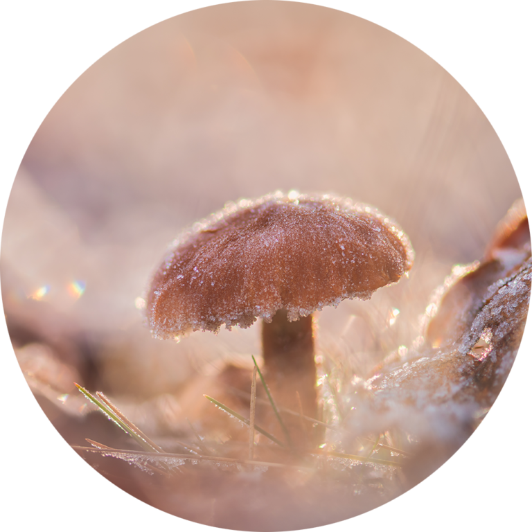 Muurcirkel opplakken fotobehang paddenstoel winter