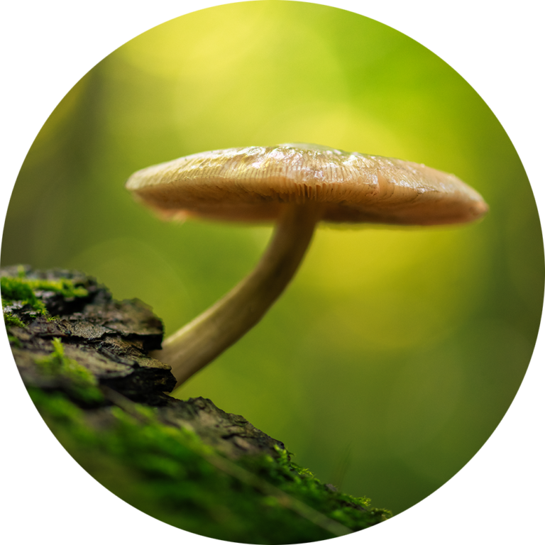 Muurcirkel opplakken fotobehang uniek paddenstoel