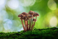 unieke natuurfoto te koop akoestisch paneel hout paddenstoelen voor kantoor