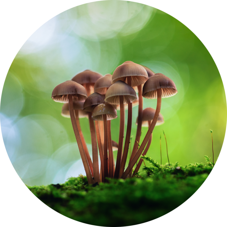 Muurcirkel opplakken fotobehang uniek paddenstoelen magisch