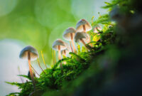 unieke natuurfoto te koop akoestisch paneel hout paddenstoelen voor in de kamer