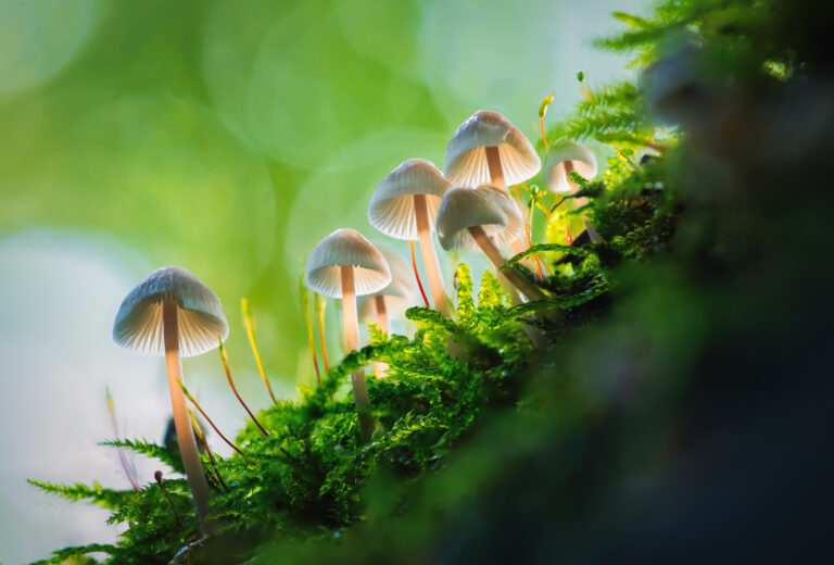 unieke natuurfoto te koop akoestisch paneel hout paddenstoelen voor in de kamer