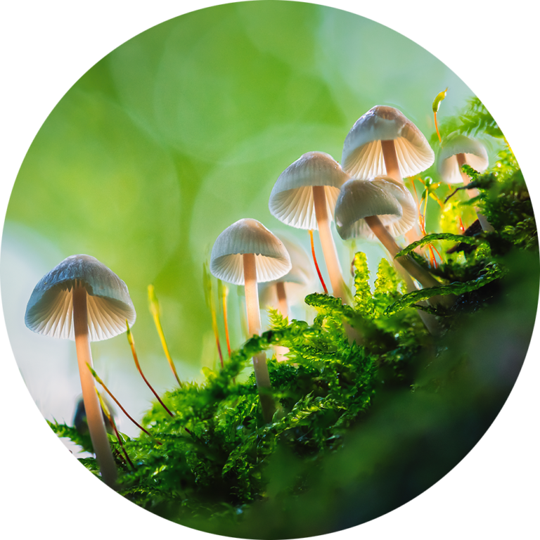 Muurcirkel opplakken fotobehang uniek natuurfoto paddenstoel