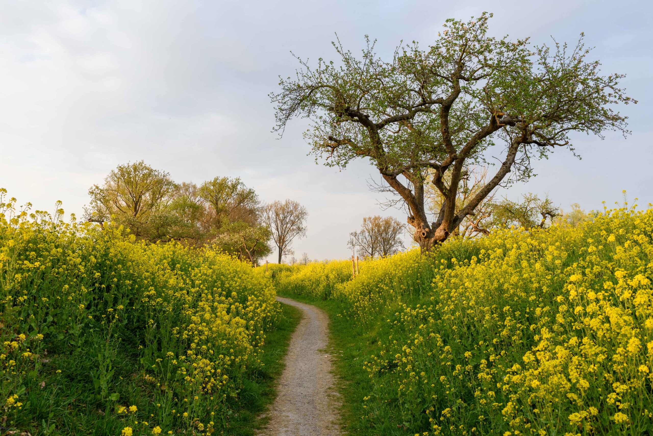 vacature Groen BBL Leerling Buitendienst
